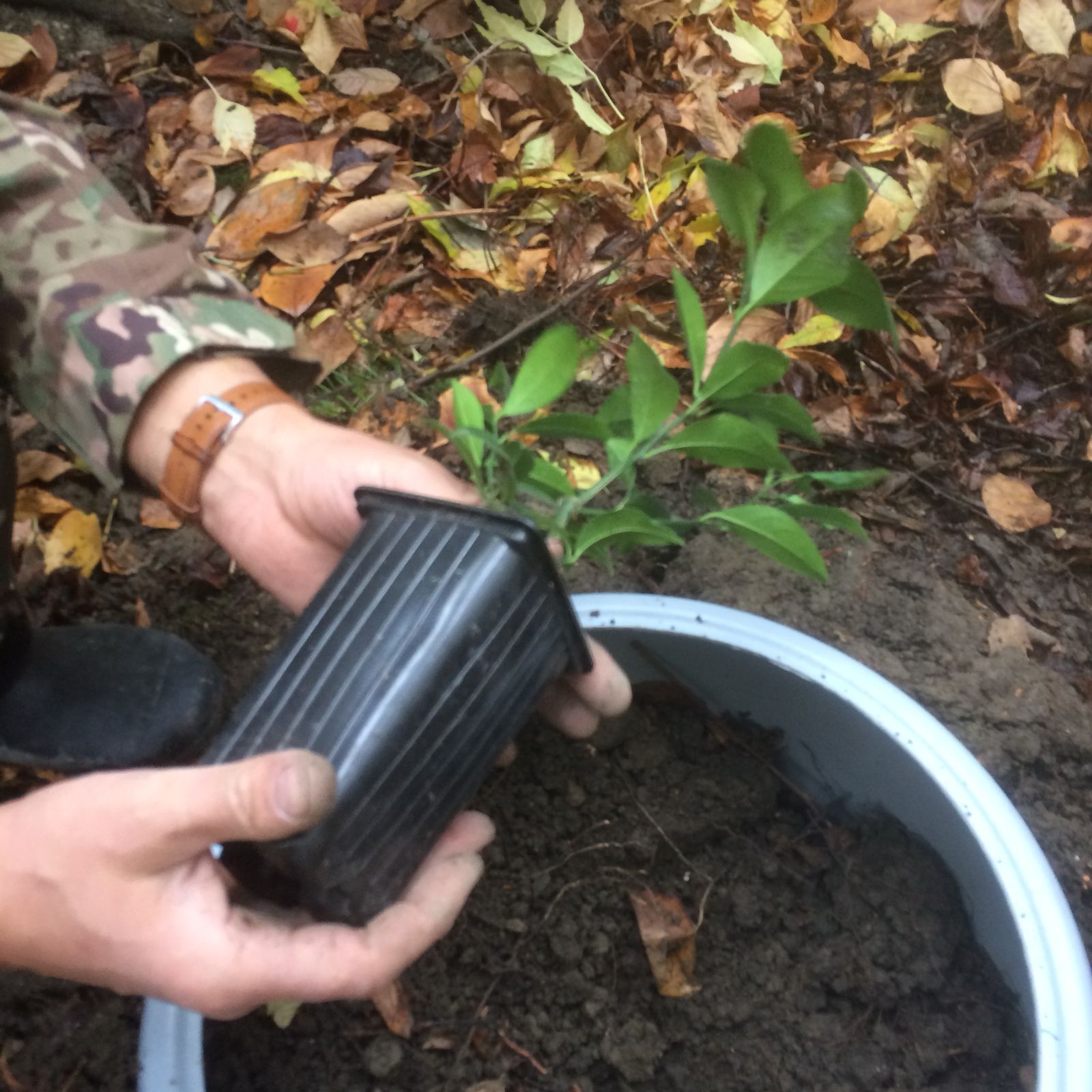 Transplanting Process